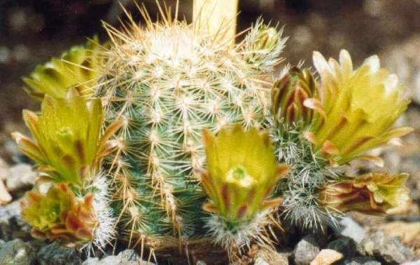 echinocereus_chloranthus